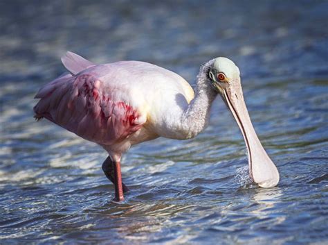 15 Birds With Unbelievable Beaks .